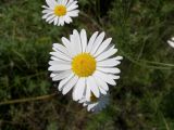 Anthemis rigescens