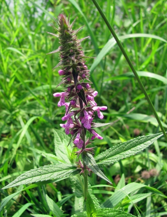 Image of Stachys palustris specimen.