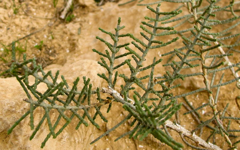 Image of Hammada articulata specimen.