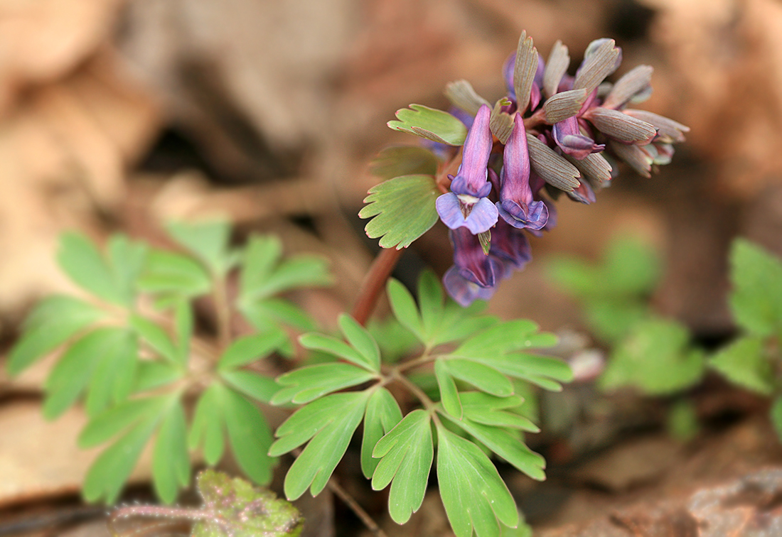 Image of Corydalis solida specimen.