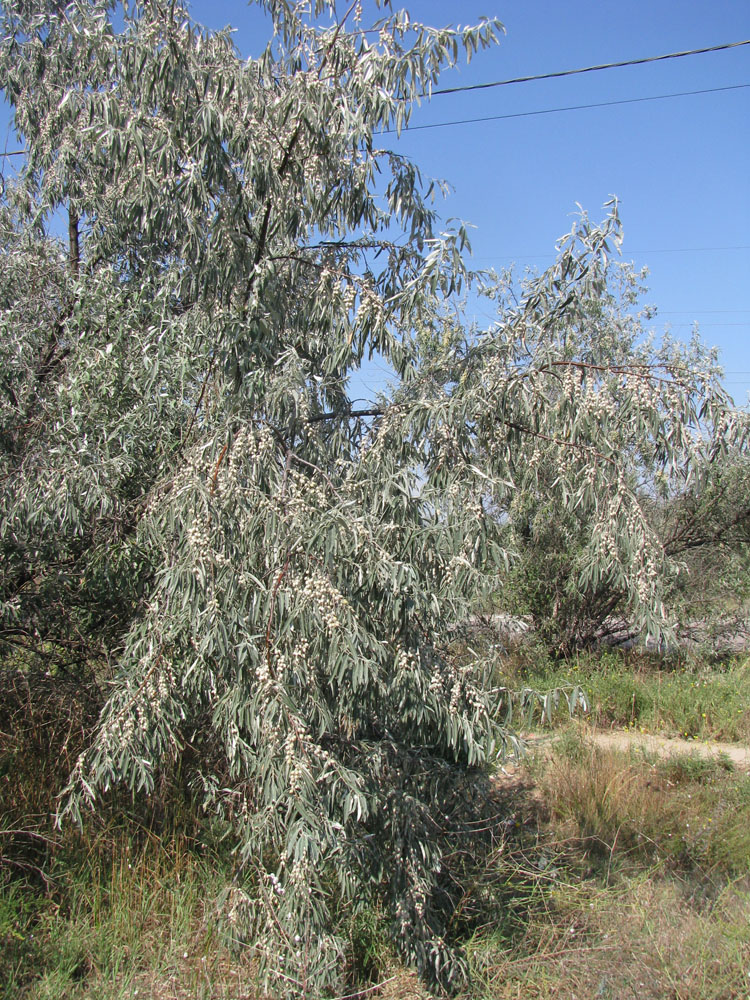 Image of Elaeagnus angustifolia specimen.