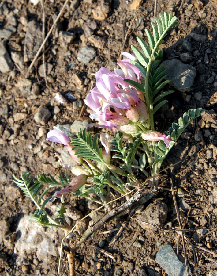 Image of Astragalus megalanthus specimen.