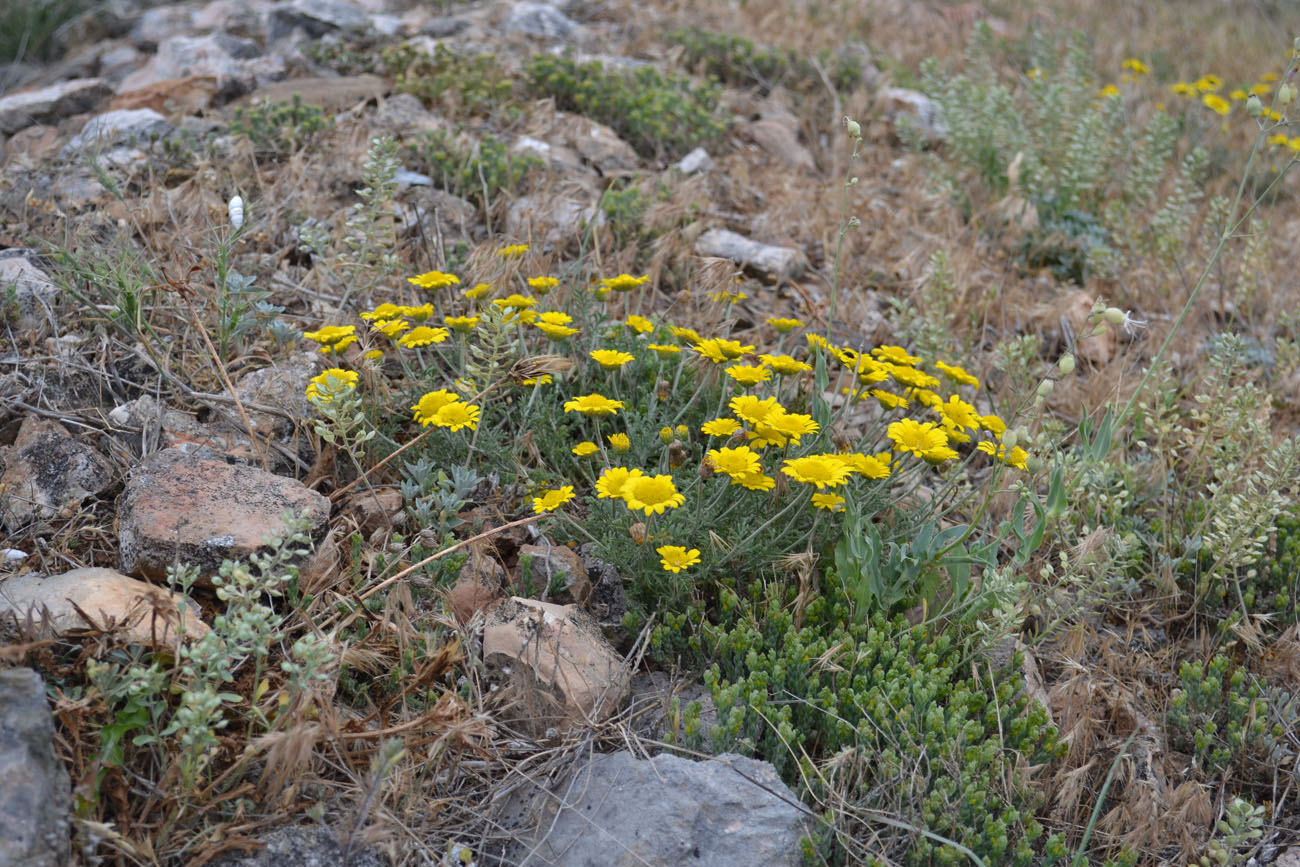 Image of Anthemis monantha specimen.