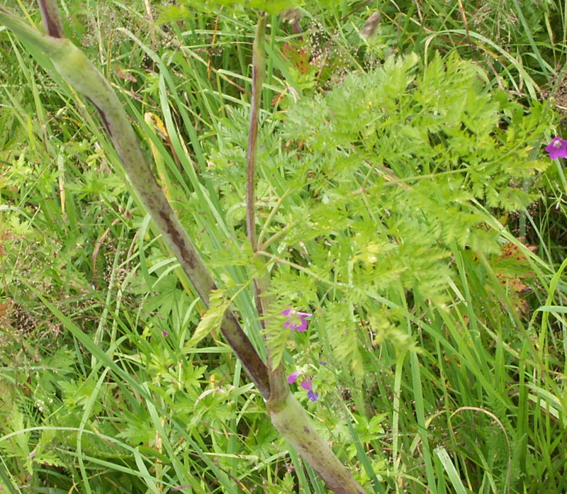 Изображение особи Chaerophyllum bulbosum.