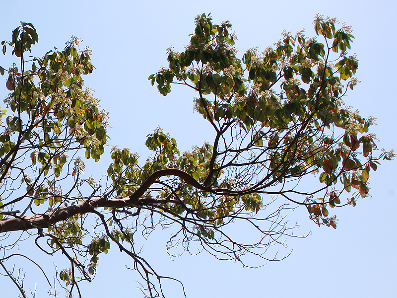 Image of Arbutus andrachne specimen.