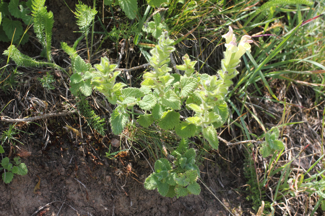 Изображение особи Scutellaria cordifrons.