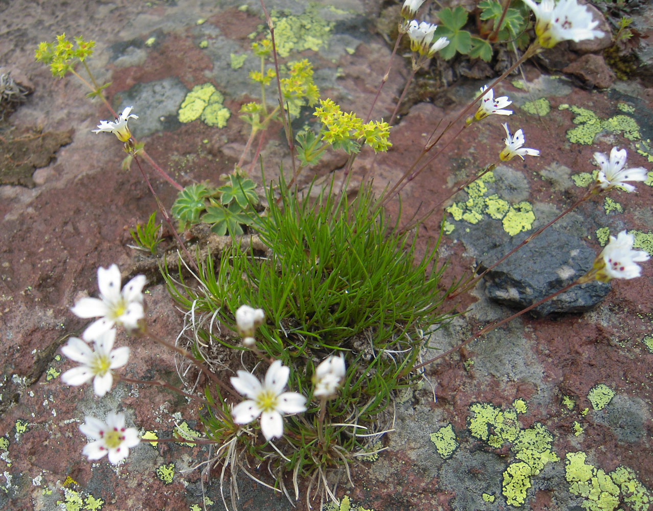 Image of Eremogone lychnidea specimen.