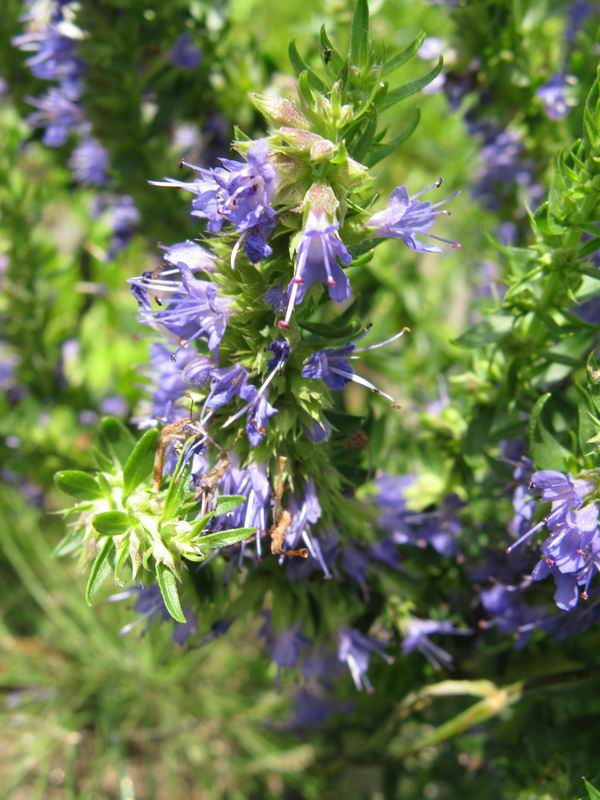 Image of Hyssopus officinalis specimen.