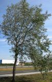 Populus alba. Взрослое дерево. Венгрия, Хевеш, территория автозаправки у Эгера. 11.09.2012.