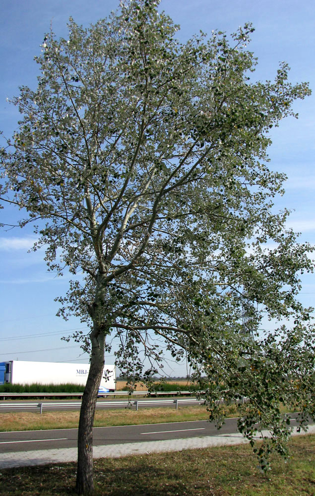 Image of Populus alba specimen.