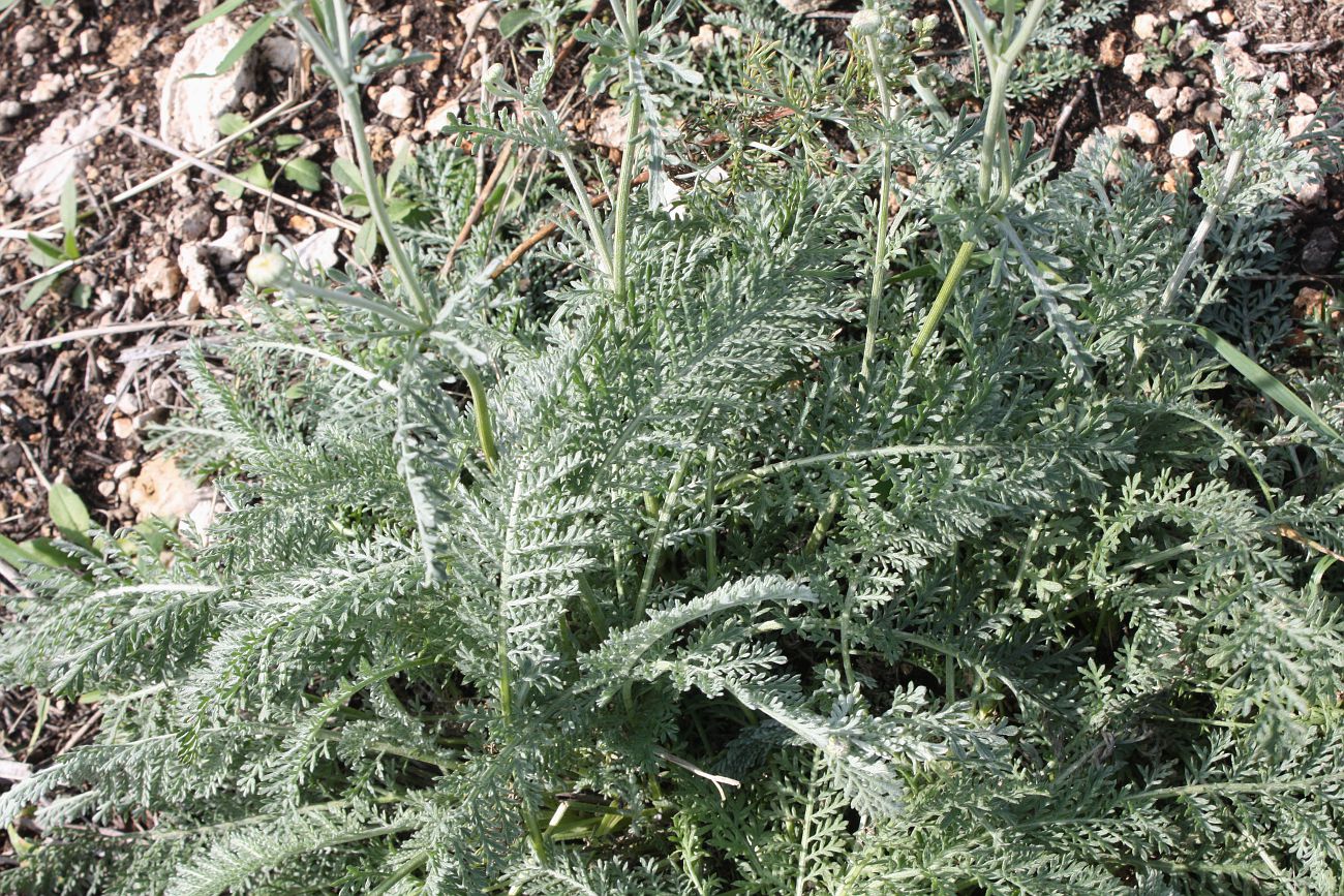 Image of Tanacetum kittaryanum specimen.