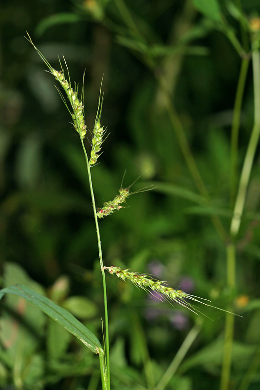 Изображение особи Echinochloa crus-galli.