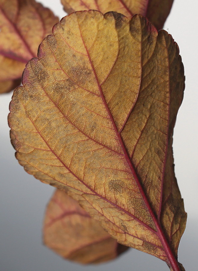 Image of Spiraea betulifolia specimen.