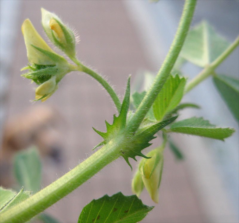 Image of Medicago truncatula specimen.