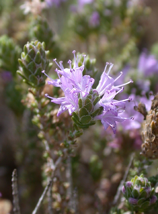 Image of Thymbra capitata specimen.