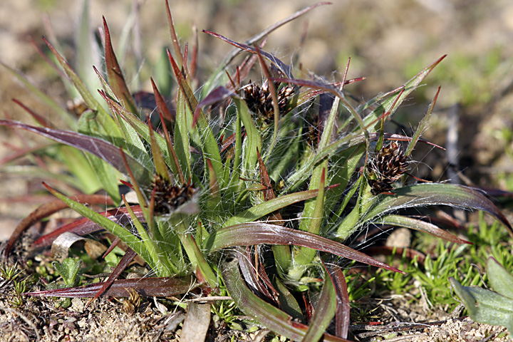 Image of Luzula multiflora specimen.