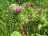 Arctium lappa. Соцветия-корзинки. Украина, г. Запорожье, пос. Солнечный. 14.07.2011.