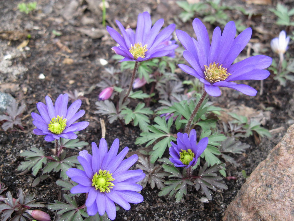 Image of Anemone blanda specimen.