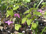 Epimedium macrosepalum