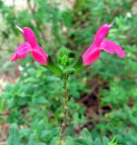 Salvia microphylla. Соцветие. Хорватия, Истрия, пос. Баньоле, у дороги. 03.09.2012.