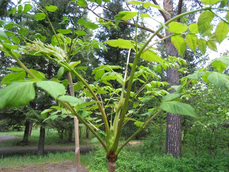 Изображение особи Aralia elata.