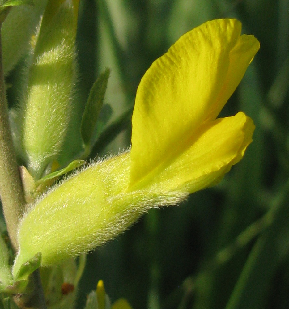 Изображение особи Chamaecytisus colchicus.