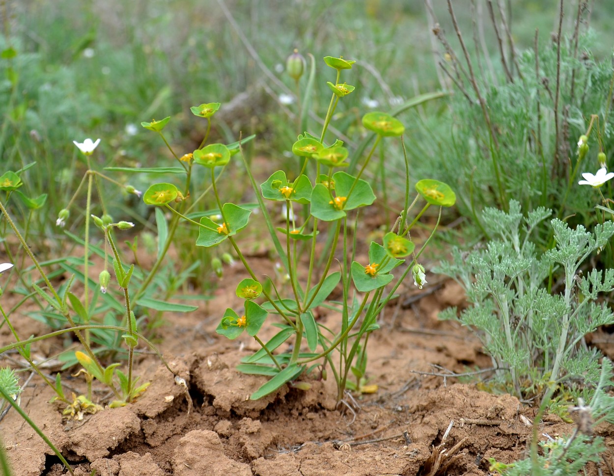 Image of Euphorbia praecox specimen.