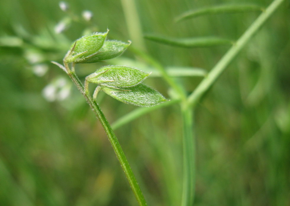 Image of Vicia hirsuta specimen.