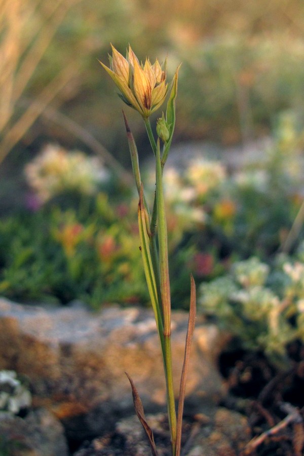 Image of Bupleurum baldense specimen.