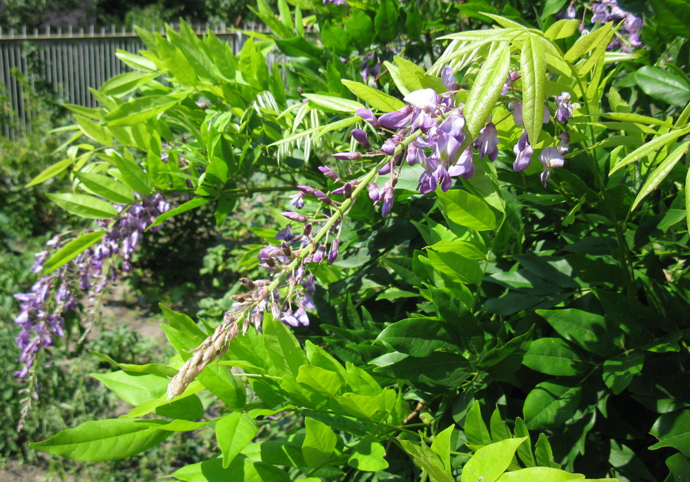 Image of Wisteria floribunda specimen.