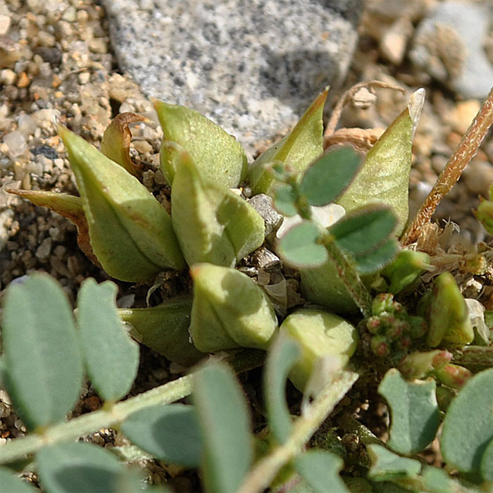 Изображение особи Astragalus ammophilus.