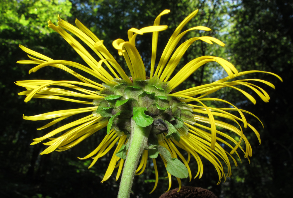 Image of Telekia speciosa specimen.