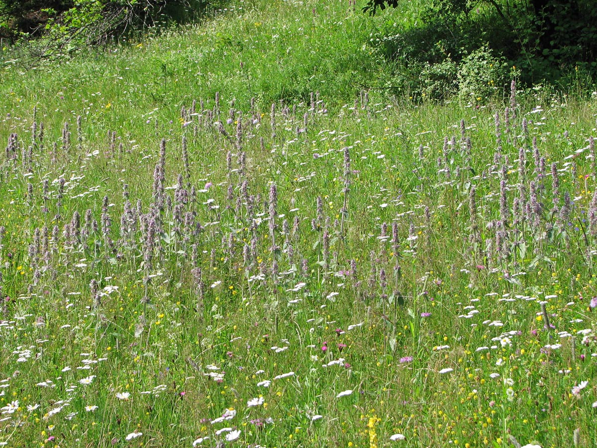 Изображение особи Stachys germanica.