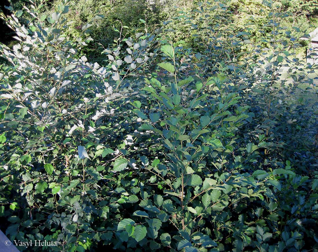 Image of Alnus × pubescens specimen.