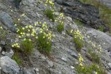 Papaver lapponicum. Цветущие растения на песчано-щебенисто-глыбовой осыпи. Кольский п-ов, Хибины, подножие у южного склона массива Кукисвумчорр. 18.06.2013.