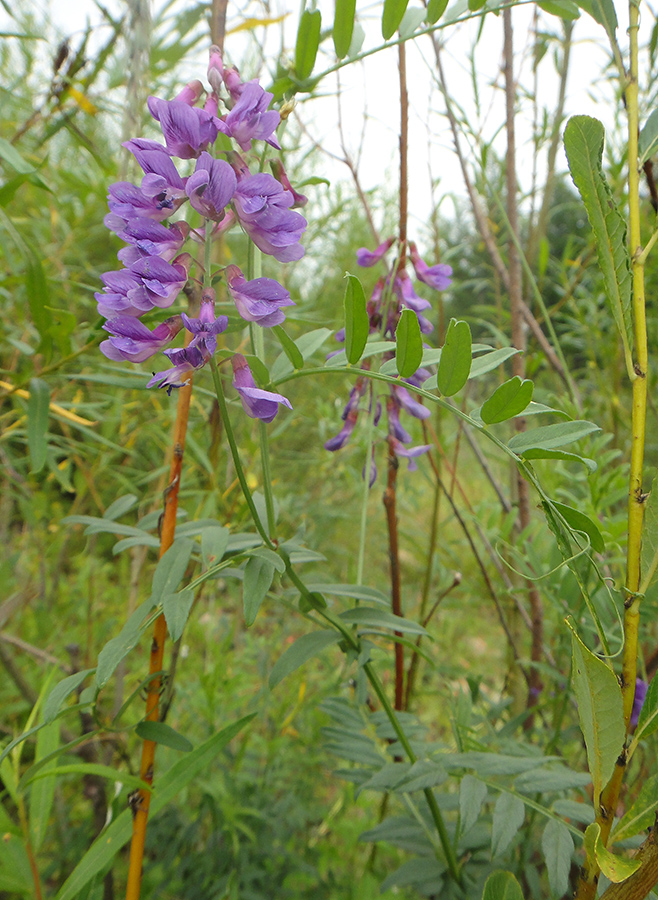 Image of Vicia nervata specimen.