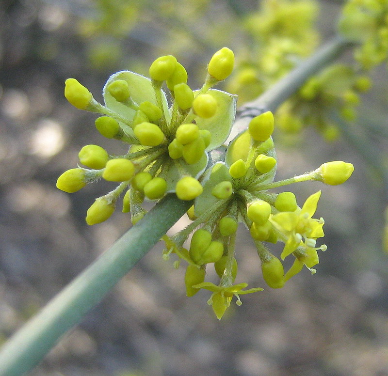 Image of Cornus mas specimen.