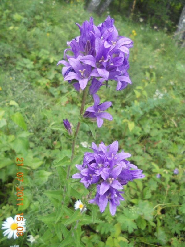 Image of Campanula glomerata specimen.