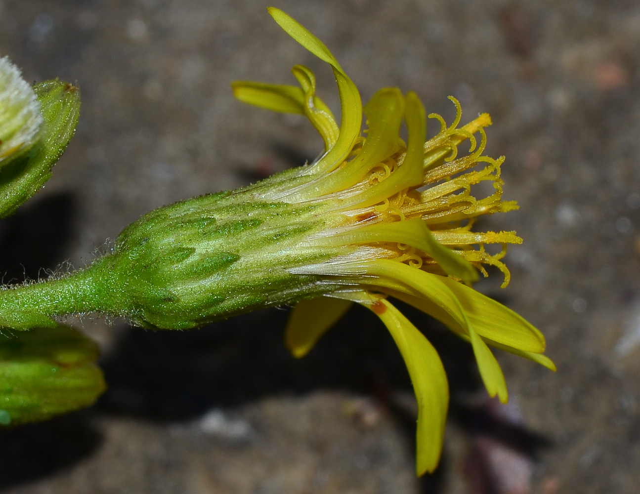 Image of Dittrichia viscosa specimen.