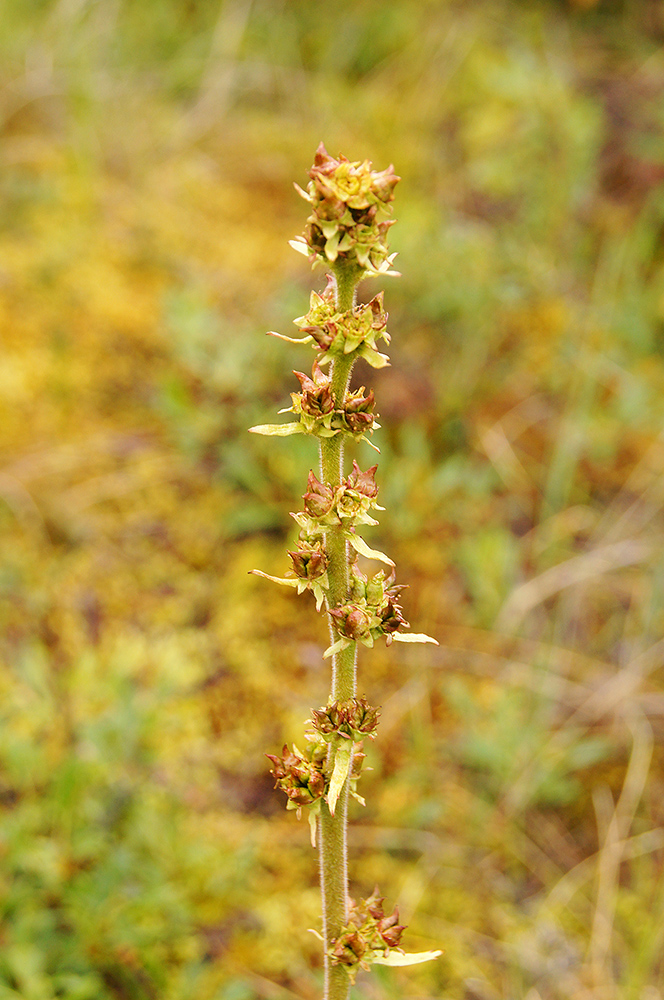 Image of Micranthes hieraciifolia specimen.