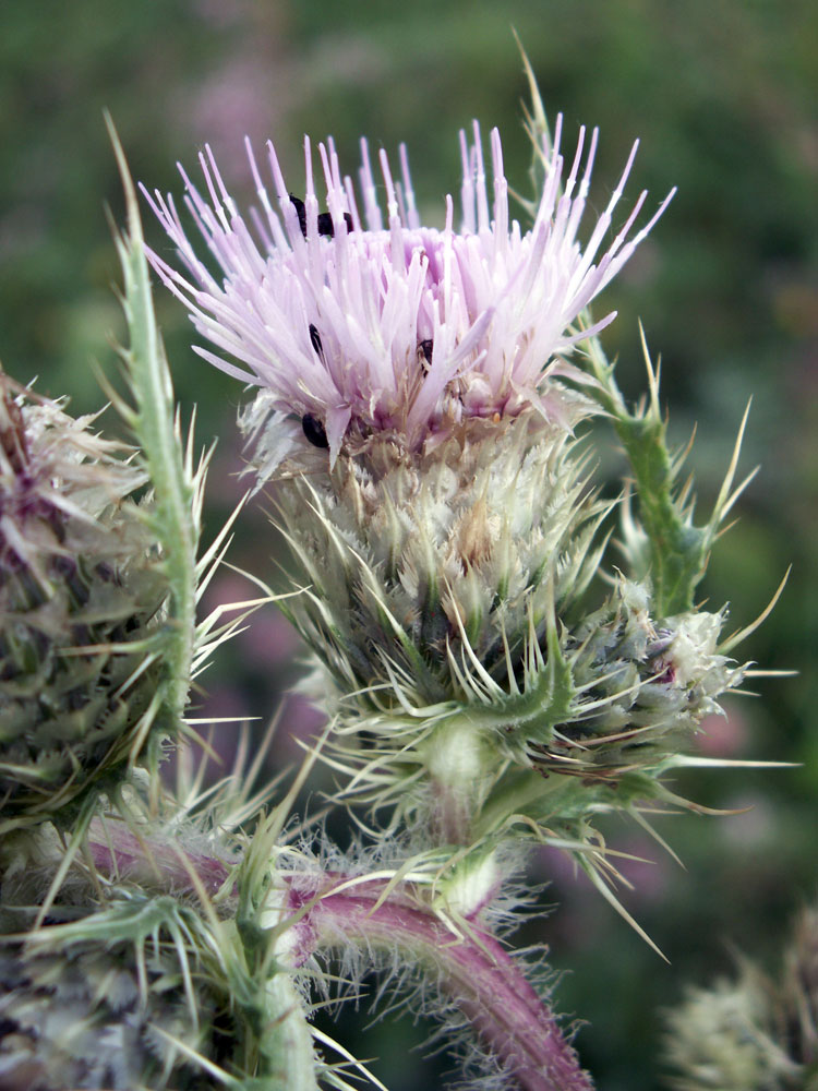 Изображение особи Cirsium polyacanthum.