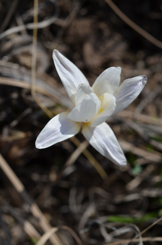 Image of Crocus alatavicus specimen.