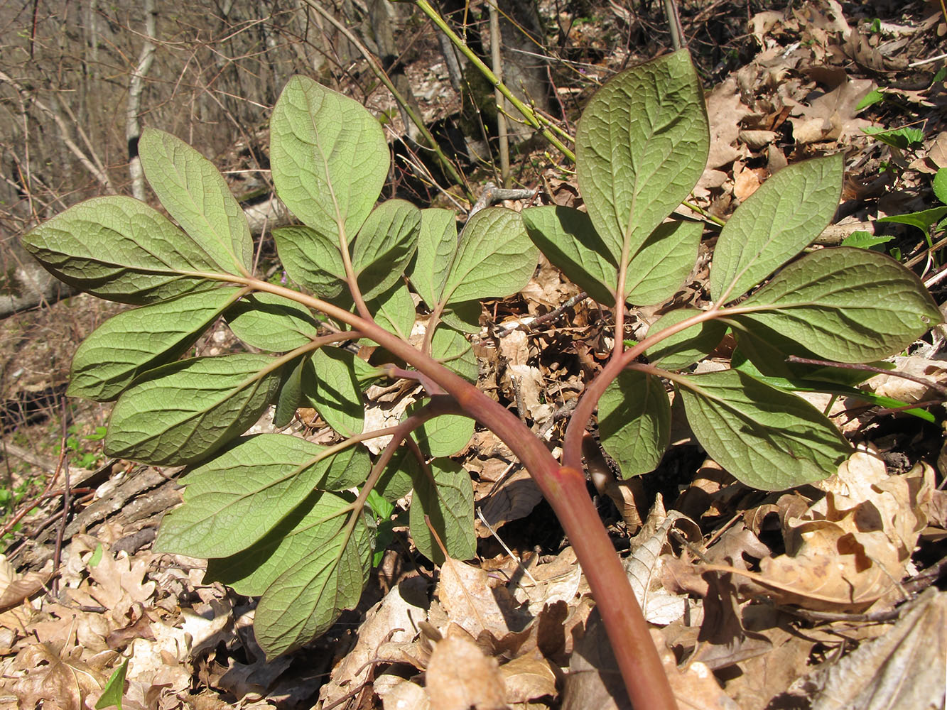 Image of Paeonia caucasica specimen.