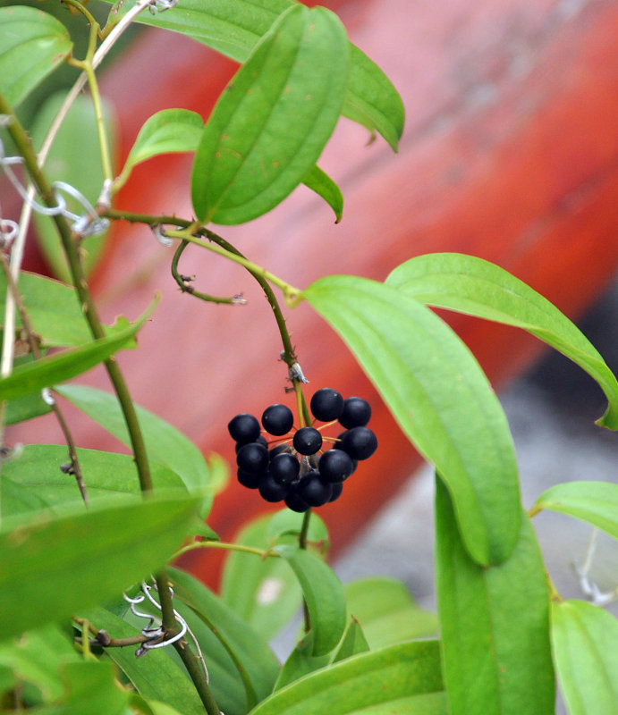 Image of Smilax lanceifolia specimen.