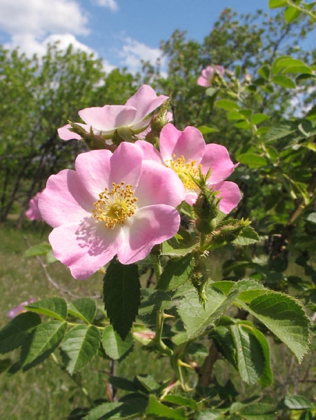 Image of Rosa rubiginosa specimen.