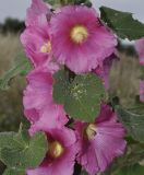 Alcea rosea