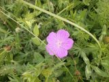 Geranium sanguineum