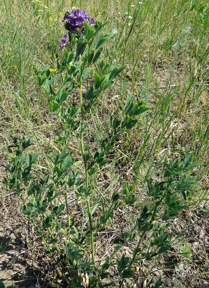 Image of Medicago sativa specimen.