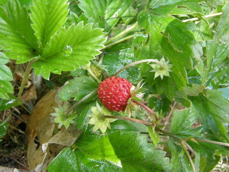 Изображение особи Fragaria vesca.