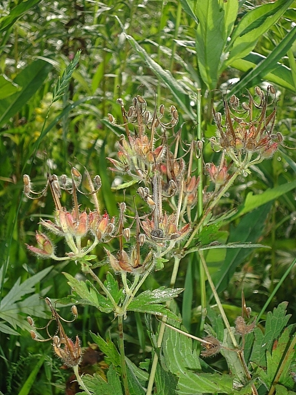 Image of Geranium erianthum specimen.